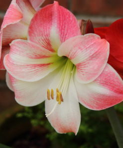 Apple Blossom Amaryllis