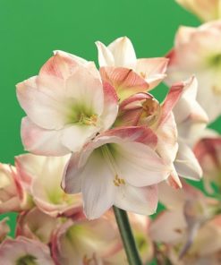 Apple Blossom Amaryllis