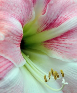 Apple Blossom Amaryllis