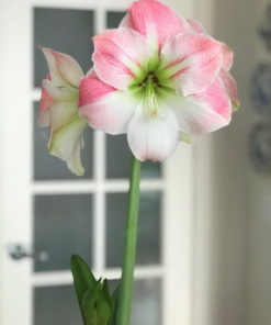 Apple Blossom Amaryllis
