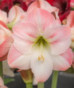 Apple Blossom Amaryllis
