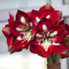 Barbados Amaryllis