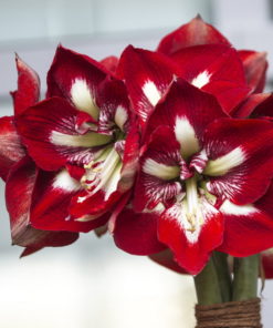 Barbados Amaryllis