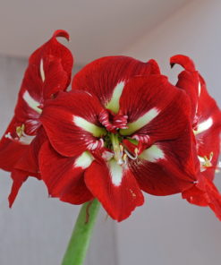 Barbados Amaryllis