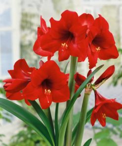 Benfica Amaryllis