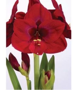 Carmen Amaryllis