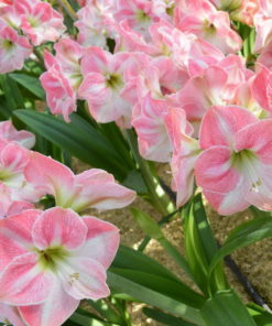Cherry Blossom Amaryllis