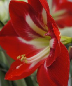 Dynasty Amaryllis
