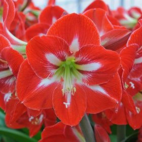 Dynasty Amaryllis Bulb