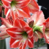Fairy Tale Amaryllis