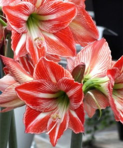 Fairy Tale Amaryllis