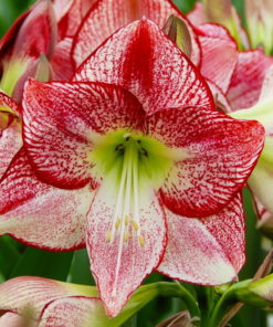 Flamenco Queen Amaryllis