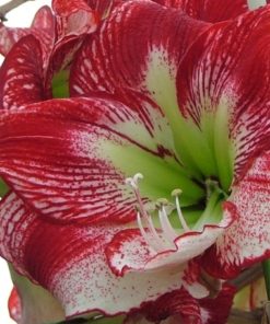 Flamenco Queen Amaryllis