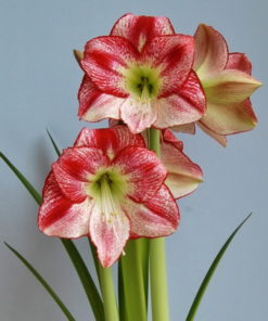 Flamenco Queen Amaryllis