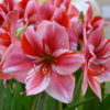 Gervase Amaryllis