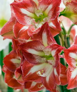Minerva Amaryllis