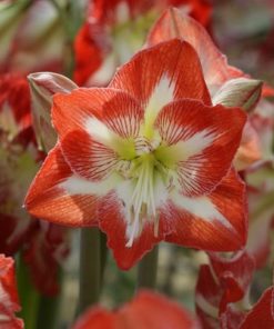 Minerva Amaryllis
