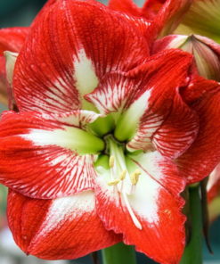 Minerva Amaryllis