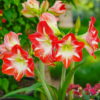 Minerva Amaryllis