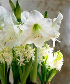 Mont Blanc Amaryllis