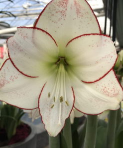 Picasso Amaryllis