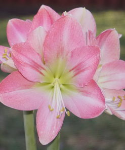 Pink Princess Amaryllis