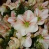 Princess Claire Amaryllis