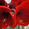 Red Lion Amaryllis