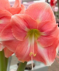 Rosalie Amaryllis