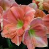 Rosalie Amaryllis