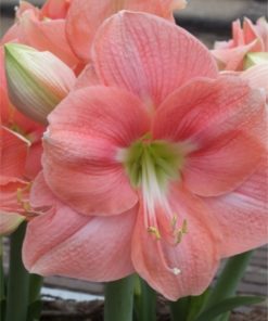 Rosalie Amaryllis