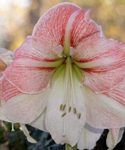 Sao Paulo Amaryllis