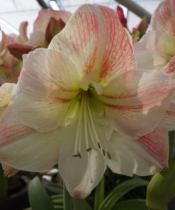 Sao Paulo Amaryllis