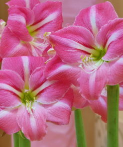 Summertime Amaryllis