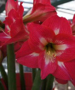 Tres Belles Amaryllis