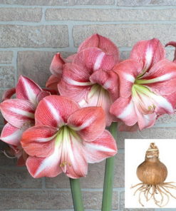 Winter Delight Amaryllis