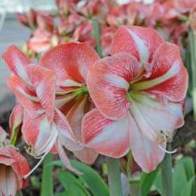 Winter Delight Amaryllis Bulb