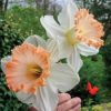 British Gamble Narcissus