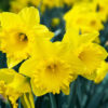 Dutch Master Narcissus