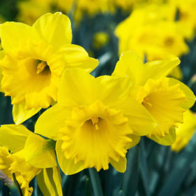 'Dutch Master' Narcissus Bulbs (Trumpet Daffodil, Yellow, 5 bulbs @ Rs. 310 each)