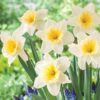 Ice Follies Narcissus