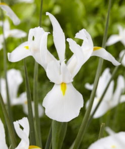 Alaska Dutch Iris