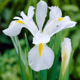Alaska Iris Bulbs (White Flower, Dutch Iris, 5 Bulbs Pack)