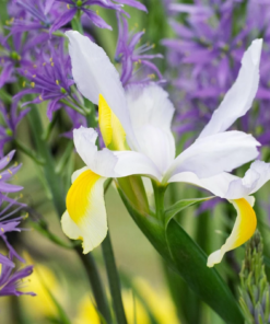 Alaska Dutch Iris