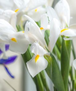 Alaska Dutch Iris