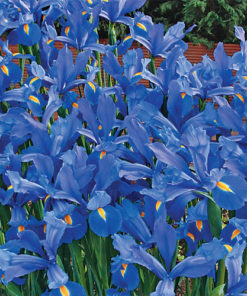 Blue Magic Dutch Iris