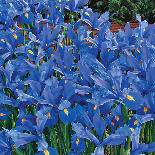 Blue Magic Dutch Iris