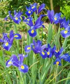 Blue Magic Dutch Iris