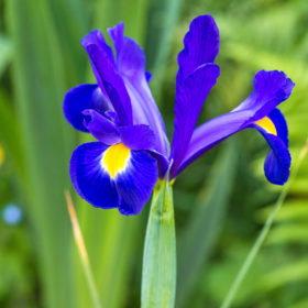 Blue Magic Dutch Iris Bulbs x5
