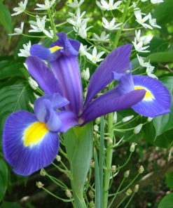 Blue Magic Dutch Iris